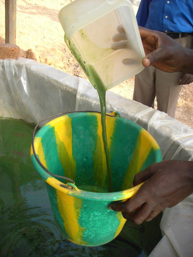 img-the-construction-of-new-tanks-for-the-cultivation-of-spirulina-algae-